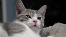 Cute Lovely Little Small Silver Shorthair Kitten Cat Got Waken Up Sleepy