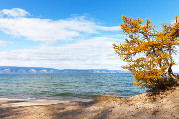 Wall Mural - baikal lake. autumn landscape with yellowed larch tree on the sandy beach of olkhon island on a sunn