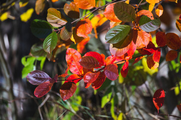 Fotomurales - Autumn natural background. Bright colorful leaves of chokeberry