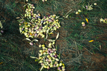 Wall Mural - freshly harvested ripe green and black organic olives on green net on farm plantation in autumn                              