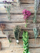 Dried medicinal flowers and herbs on wooden background. Studio Photo