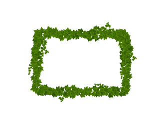 Wall Mural - ivy green leaves and lianas frame, climbing plant border. natural foliage, garden ivy shrub leaf of 
