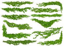 Isolated Ivy Lianas, Nature Divider Or Corner. Wall Climbing Liana Shrub Separators Or Dividers, Garden Creeper Plant Twig Vector Borders And Spacers, Vine Green Foliage Lines Set