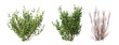Leinwanddruck Bild - bush isolate on a transparent background, 3D illustration, cg render