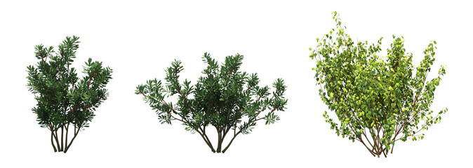 bush isolate on a transparent background, 3d illustration, cg render