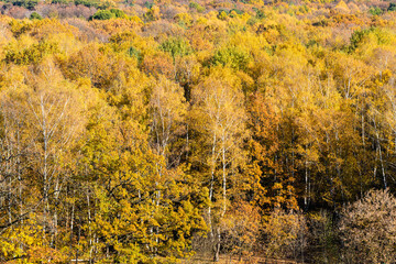 Wall Mural - above view of birch grove in yellow autumn forest on sunny day
