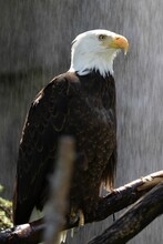 Vertical Shot Of A Bald Eagle Perched On A Branch During The Rain