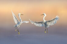 Two Great Egret Flying On The Air With Blurred Background