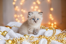 Cute Little Kitten Of The Neva Masquerade Breed Sits On A White Plaid, New Year Background, Christmas