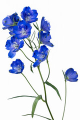 Wall Mural - blue delphinium isolated on white background