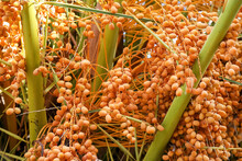 The Fruits Of The Orange Palm Tree Are Shown In Close-up. Date Palm With Fruits Against The Sky. 