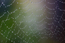 Cobweb Or Spiderweb Natural Rain Pattern Background Close-up. Cobweb With Drops Of Rain Pattern In Blue Light. Cobweb Net Texture With Morning Rain Bokeh. Partial Blur View Lines Spider Web Necklace