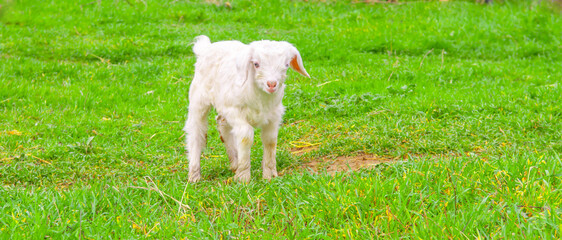 Goats graze in the pasture. A little goat runs along the green spring grass.