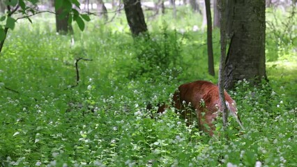 Wall Mural - the white-tailed deer or virginia deer in the spring forest
