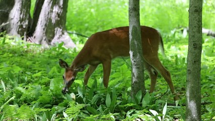 Wall Mural - the white-tailed deer or virginia deer in the spring forest