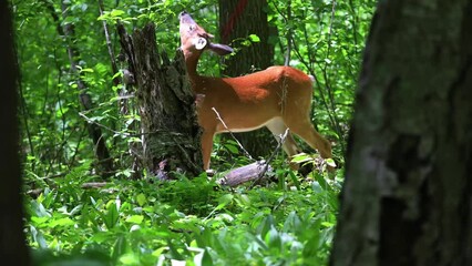 Wall Mural - the white-tailed deer or virginia deer in the spring forest