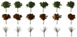 ash isolated big tree collection isolated transparent