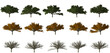 fiege isolated big tree collection isolated transparent