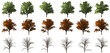 Arbor Tree isolated big tree collection isolated