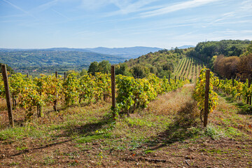 Wall Mural - Beautiful view of vineyard landscape on sunny autumn days. Green hills and valleys with blue sky and white clouds. Scenery of plantation of grape vines.