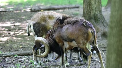 Poster - The mouflon (Ovis orientalis)  during mating season on game reserve.