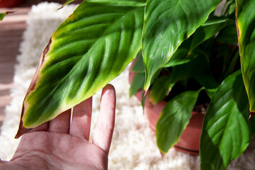 The disease of the houseplant spathiphyllum .A beautiful evergreen houseplant with lush leaves. The concept of diseases of domestic plants. Dry brown leaves in a woman's hand.