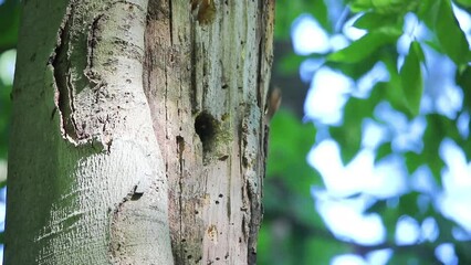 Sticker - The Northern flicker (Colaptes auratus) nesting in Wisconsin. North American bird.