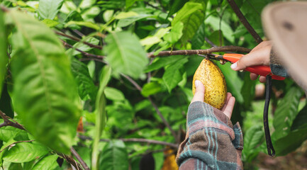 Wall Mural - Close-up hands of a cocoa farmer use pruning shears to cut the cocoa pods or fruit ripe yellow cacao from the cacao tree. Harvest the agricultural cocoa business produces.