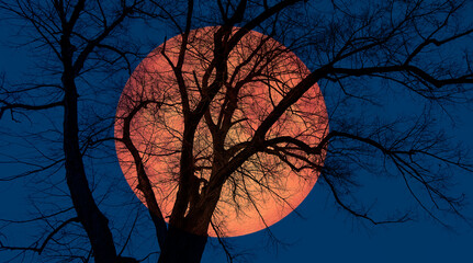 Aufkleber - Silhouette of barren lone tree with 
 lunar eclipse 
