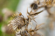 Closeup Of Adorable Ladybug With Black Spots On Thistle Head In Autumn