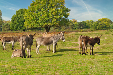 donkey on a pasture in autumn with sunshine