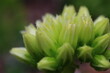 Rojniczek jovibarba sobolifera kwiat ŻÓŁTY skalniak