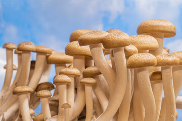 Wall Mural - Wild  beech mushrooms closeup with a blue sky