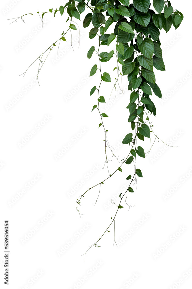 Green leaves Javanese treebine or Grape ivy jungle vine hanging