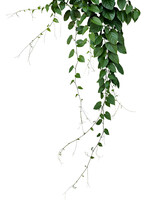 Green Leaves Javanese Treebine Or Grape Ivy Jungle Vine Hanging Ivy Plant Bush