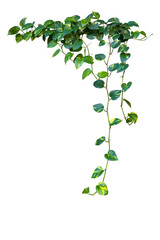 Wall Mural - Heart shaped green variegated leaves hanging vine plant bush of devil's ivy or golden pothos houseplant