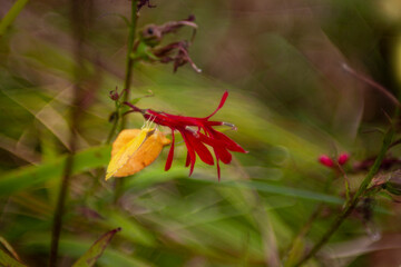 Wall Mural - Cardinal flower and butterfly closeup with bokeh background