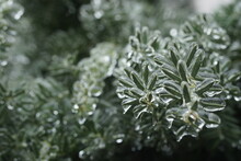 Branches Of Berry Yew In Ice. Winter, Yew Covered With A Crust Of Ice. Fabulous, Beautiful Icing. Taxus Baccata. Winter Backgrounds.