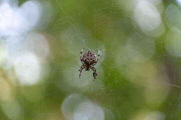 Wall Mural - Brown spider with white cross on back sitting on web in forest close up. Poisonous female araneus diadematus waiting insect in trap. European garden crowned orb weaver diadem spider. Arachnophobia.