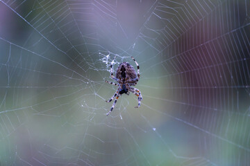 Wall Mural - Brown spider with white cross on back sitting on web in forest close up. Poisonous female araneus diadematus waiting insect in trap. European garden crowned orb weaver diadem spider. Arachnophobia.