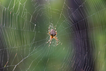 Wall Mural - Brown spider with white cross on back sitting on web in forest close up. Poisonous female araneus diadematus waiting insect in trap. European garden crowned orb weaver diadem spider. Arachnophobia.