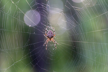 Wall Mural - Brown spider with white cross on back sitting on web in forest close up. Poisonous female araneus diadematus waiting insect in trap. European garden crowned orb weaver diadem spider. Arachnophobia.