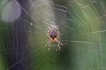 Wall Mural - Brown spider with white cross on back sitting on web in forest close up. Poisonous female araneus diadematus waiting insect in trap. European garden crowned orb weaver diadem spider. Arachnophobia.