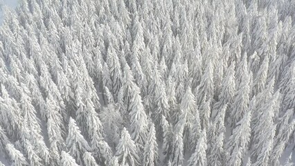 Wall Mural - Spruce forest on the north, beautiful aerial top view. Amazing winter scene. Christmas theme. Winter background.
Winter forest aerial view. Amazing nature landscape.