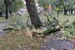 storm damage with broken limbs and fallen branches in a neighborhood street