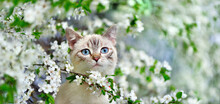 Wide Wallpaper Of A Tabby Cat At The Blooming Tree