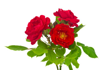 Sticker - Red roses isolated on white background.