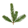 Top branch of the Nordmann Fir Christmas Tree. Green pine, spruce branch with needles. Isolated on white background. Close up top view