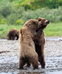 Wall Mural - Two juvenile Alaskan brown bears play fighting