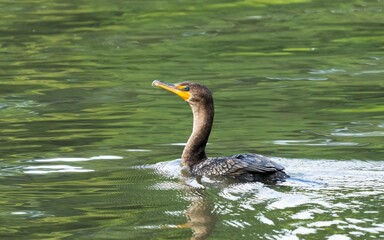 Sticker - Closeup of an adorable cormorant swimming in a reflective pond